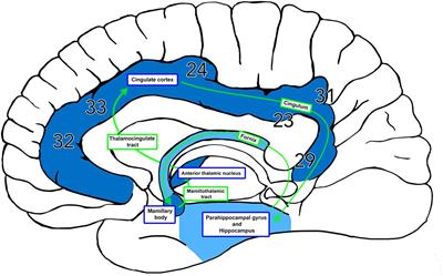 Papez’s Forgotten Tract: 80 Years of Unreconciled Findings Concerning the Thalamocingulate Tract